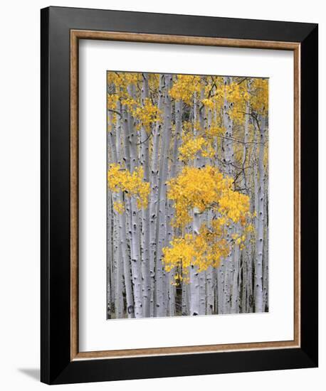 Aspen Grove on Fish Lake Plateau, Fishlake National Forest, Utah, USA-Scott T^ Smith-Framed Photographic Print