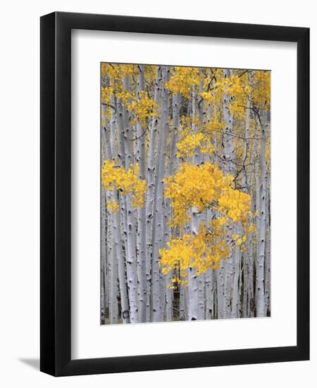 Aspen Grove on Fish Lake Plateau, Fishlake National Forest, Utah, USA-Scott T^ Smith-Framed Photographic Print