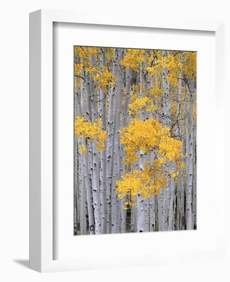 Aspen Grove on Fish Lake Plateau, Fishlake National Forest, Utah, USA-Scott T^ Smith-Framed Photographic Print