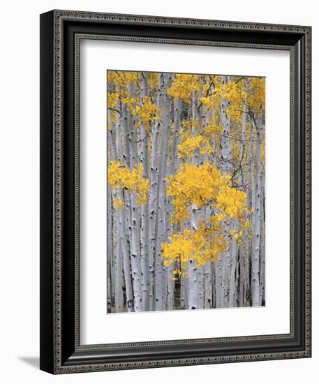 Aspen Grove on Fish Lake Plateau, Fishlake National Forest, Utah, USA-Scott T^ Smith-Framed Photographic Print