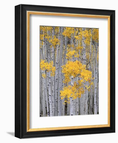 Aspen Grove on Fish Lake Plateau, Fishlake National Forest, Utah, USA-Scott T^ Smith-Framed Photographic Print