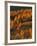 Aspen Grove, Steens Mountains, Oregon, USA-Charles Gurche-Framed Photographic Print