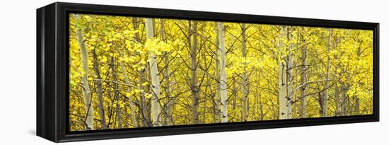 Aspen Grove, Teton Village, Grand Teton National Park, Wyoming, Usa-null-Framed Premier Image Canvas