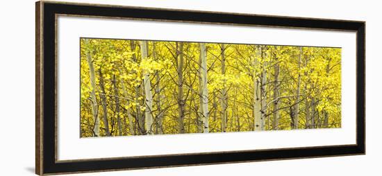 Aspen Grove, Teton Village, Grand Teton National Park, Wyoming, Usa-null-Framed Photographic Print