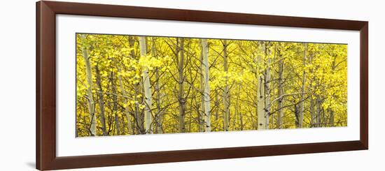 Aspen Grove, Teton Village, Grand Teton National Park, Wyoming, Usa-null-Framed Photographic Print