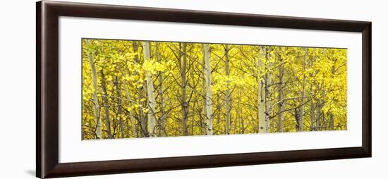 Aspen Grove, Teton Village, Grand Teton National Park, Wyoming, Usa-null-Framed Photographic Print