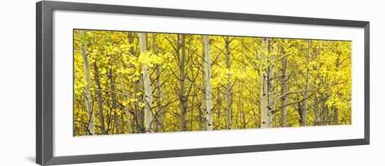 Aspen Grove, Teton Village, Grand Teton National Park, Wyoming, Usa-null-Framed Photographic Print