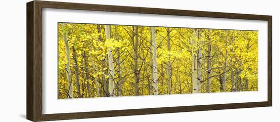 Aspen Grove, Teton Village, Grand Teton National Park, Wyoming, Usa-null-Framed Photographic Print