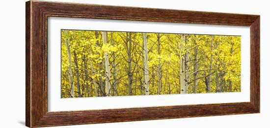 Aspen Grove, Teton Village, Grand Teton National Park, Wyoming, Usa-null-Framed Photographic Print