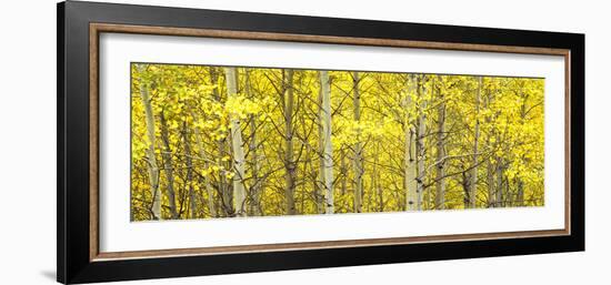 Aspen Grove, Teton Village, Grand Teton National Park, Wyoming, Usa-null-Framed Photographic Print