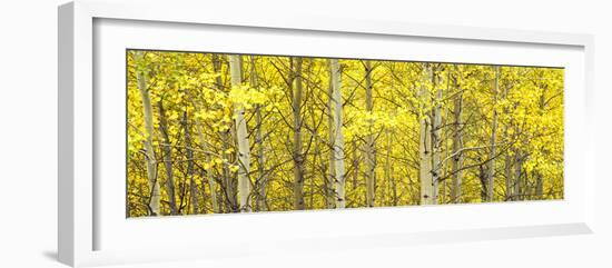 Aspen Grove, Teton Village, Grand Teton National Park, Wyoming, Usa-null-Framed Photographic Print