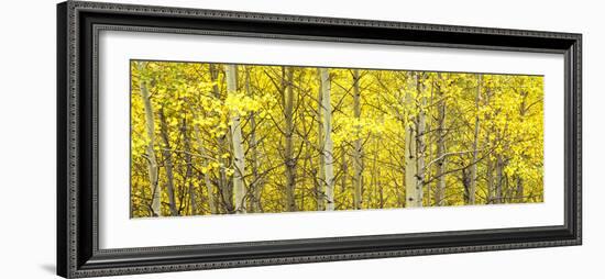 Aspen Grove, Teton Village, Grand Teton National Park, Wyoming, Usa-null-Framed Photographic Print