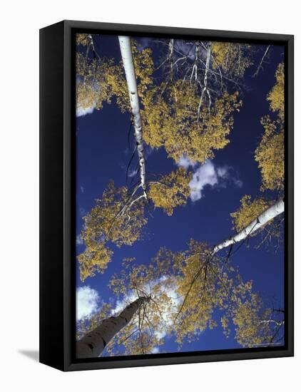 Aspen Grove, Victor, Idaho, USA-Jamie & Judy Wild-Framed Premier Image Canvas