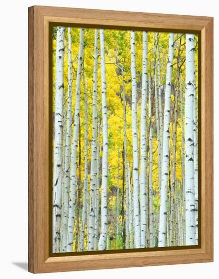 Aspen Grove, White River National Forest, Colorado, USA-Rob Tilley-Framed Premier Image Canvas