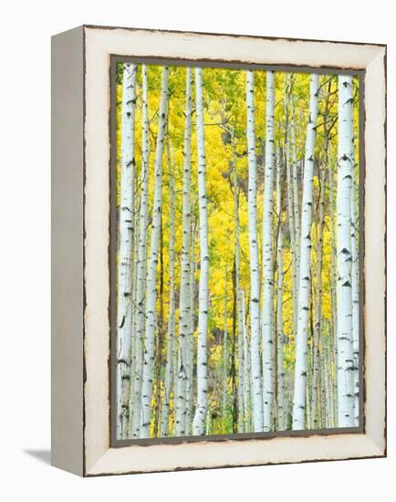 Aspen Grove, White River National Forest, Colorado, USA-Rob Tilley-Framed Premier Image Canvas