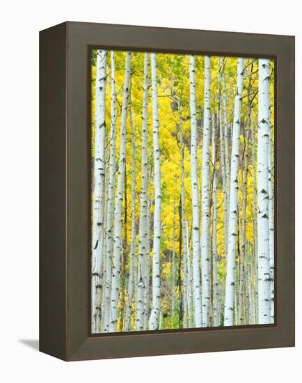 Aspen Grove, White River National Forest, Colorado, USA-Rob Tilley-Framed Premier Image Canvas