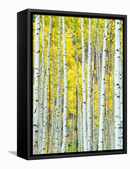 Aspen Grove, White River National Forest, Colorado, USA-Rob Tilley-Framed Premier Image Canvas