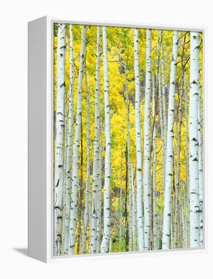 Aspen Grove, White River National Forest, Colorado, USA-Rob Tilley-Framed Premier Image Canvas