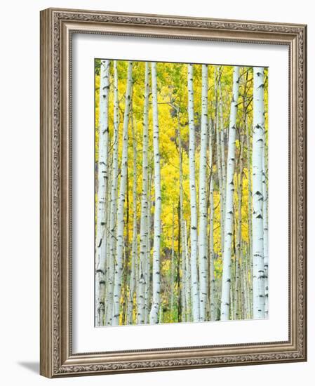 Aspen Grove, White River National Forest, Colorado, USA-Rob Tilley-Framed Photographic Print