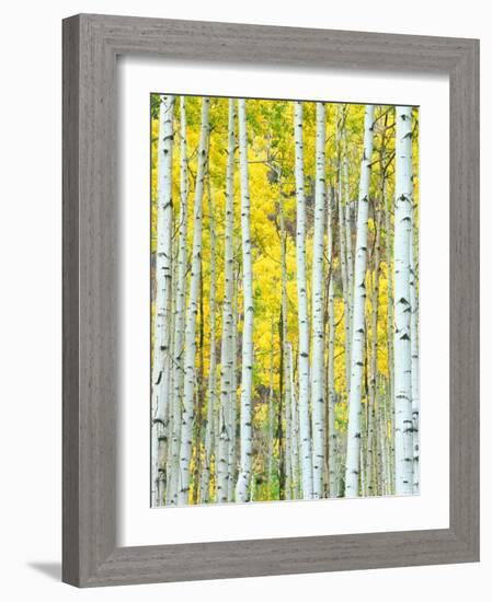 Aspen Grove, White River National Forest, Colorado, USA-Rob Tilley-Framed Photographic Print