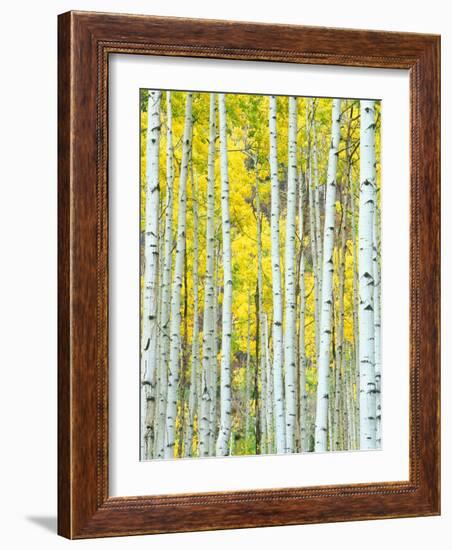 Aspen Grove, White River National Forest, Colorado, USA-Rob Tilley-Framed Photographic Print