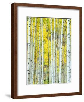 Aspen Grove, White River National Forest, Colorado, USA-Rob Tilley-Framed Photographic Print