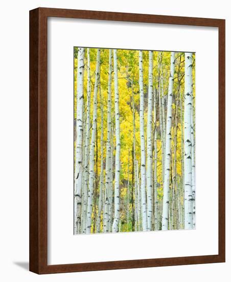 Aspen Grove, White River National Forest, Colorado, USA-Rob Tilley-Framed Photographic Print