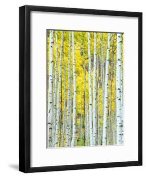Aspen Grove, White River National Forest, Colorado, USA-Rob Tilley-Framed Photographic Print
