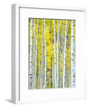 Aspen Grove, White River National Forest, Colorado, USA-Rob Tilley-Framed Photographic Print