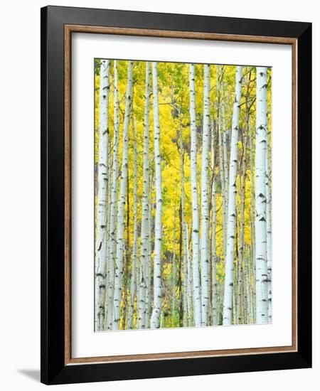 Aspen Grove, White River National Forest, Colorado, USA-Rob Tilley-Framed Photographic Print