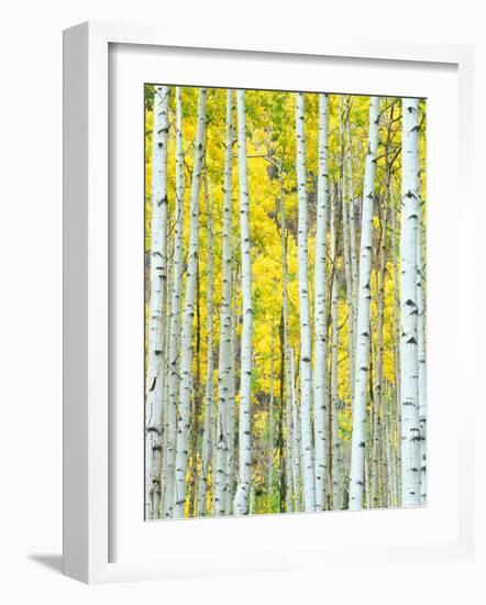 Aspen Grove, White River National Forest, Colorado, USA-Rob Tilley-Framed Photographic Print