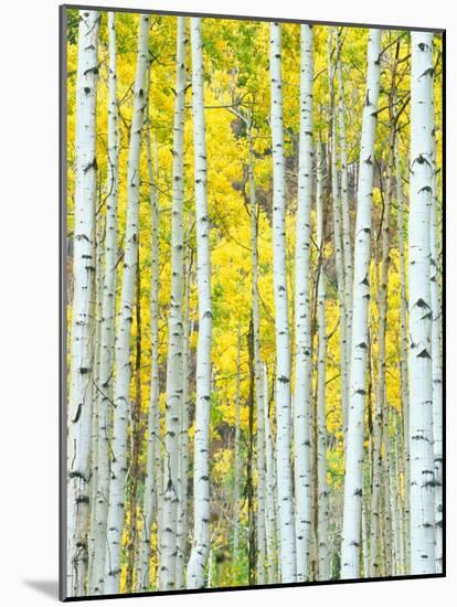 Aspen Grove, White River National Forest, Colorado, USA-Rob Tilley-Mounted Photographic Print