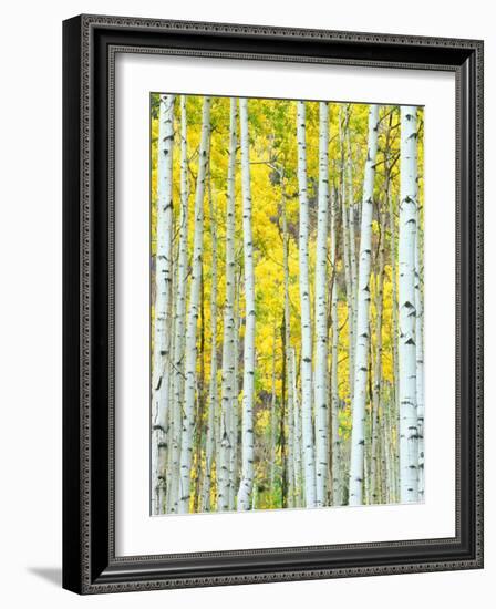 Aspen Grove, White River National Forest, Colorado, USA-Rob Tilley-Framed Photographic Print