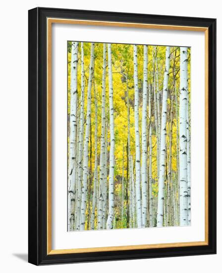 Aspen Grove, White River National Forest, Colorado, USA-Rob Tilley-Framed Photographic Print