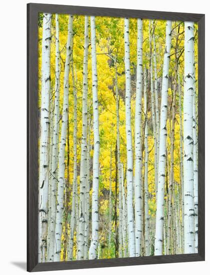 Aspen Grove, White River National Forest, Colorado, USA-Rob Tilley-Framed Photographic Print