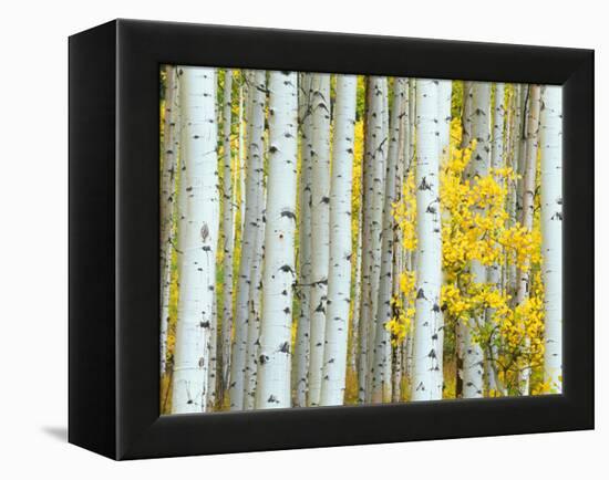 Aspen Grove, White River National Forest, Colorado, USA-Rob Tilley-Framed Premier Image Canvas