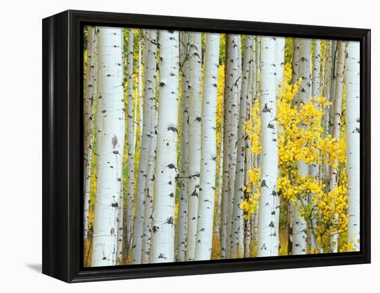 Aspen Grove, White River National Forest, Colorado, USA-Rob Tilley-Framed Premier Image Canvas