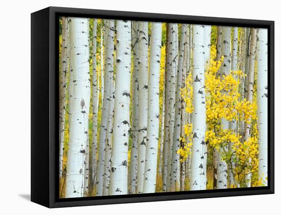 Aspen Grove, White River National Forest, Colorado, USA-Rob Tilley-Framed Premier Image Canvas