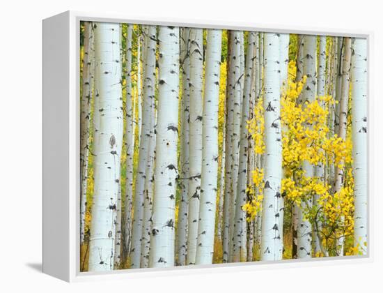 Aspen Grove, White River National Forest, Colorado, USA-Rob Tilley-Framed Premier Image Canvas