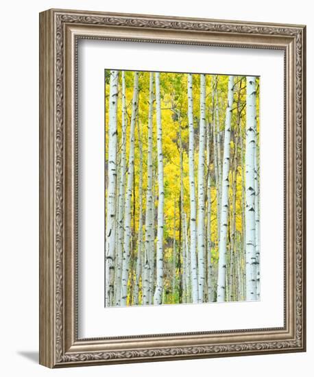 Aspen Grove, White River National Forest, Colorado, USA-Rob Tilley-Framed Photographic Print