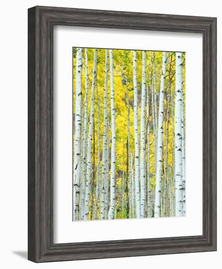 Aspen Grove, White River National Forest, Colorado, USA-Rob Tilley-Framed Photographic Print