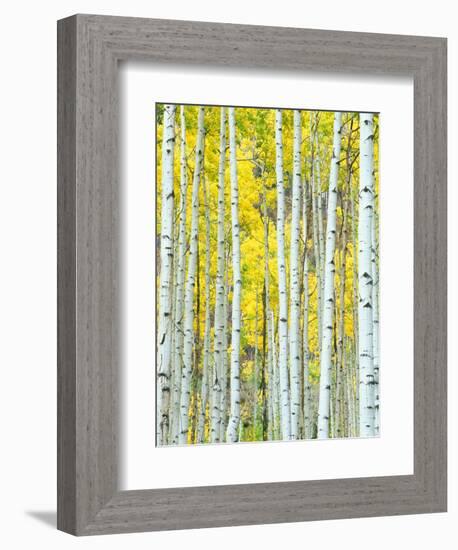 Aspen Grove, White River National Forest, Colorado, USA-Rob Tilley-Framed Photographic Print