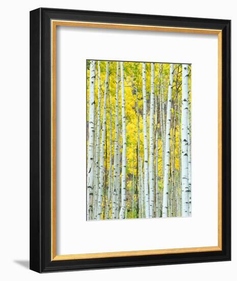 Aspen Grove, White River National Forest, Colorado, USA-Rob Tilley-Framed Photographic Print