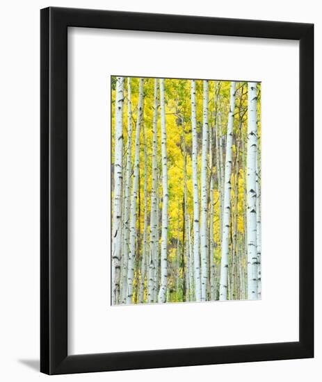 Aspen Grove, White River National Forest, Colorado, USA-Rob Tilley-Framed Photographic Print