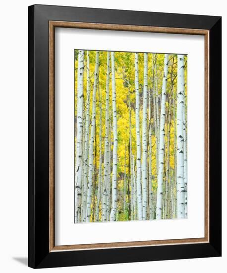 Aspen Grove, White River National Forest, Colorado, USA-Rob Tilley-Framed Photographic Print