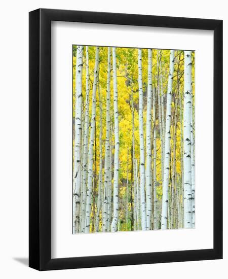 Aspen Grove, White River National Forest, Colorado, USA-Rob Tilley-Framed Photographic Print