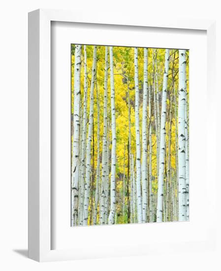 Aspen Grove, White River National Forest, Colorado, USA-Rob Tilley-Framed Photographic Print