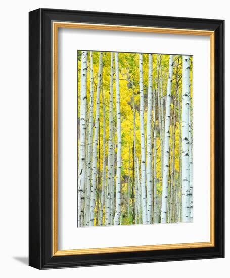 Aspen Grove, White River National Forest, Colorado, USA-Rob Tilley-Framed Photographic Print