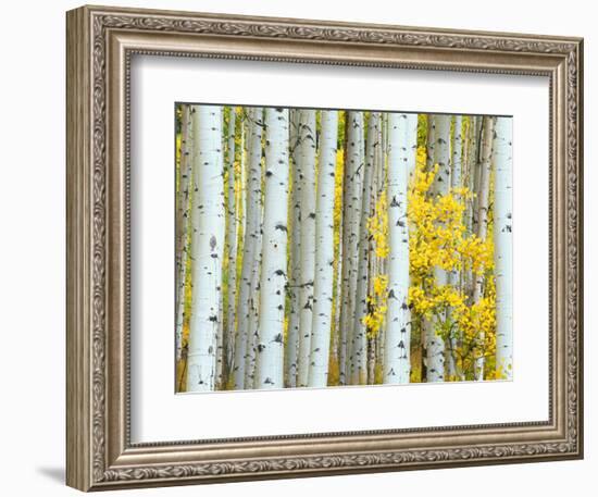 Aspen Grove, White River National Forest, Colorado, USA-Rob Tilley-Framed Photographic Print