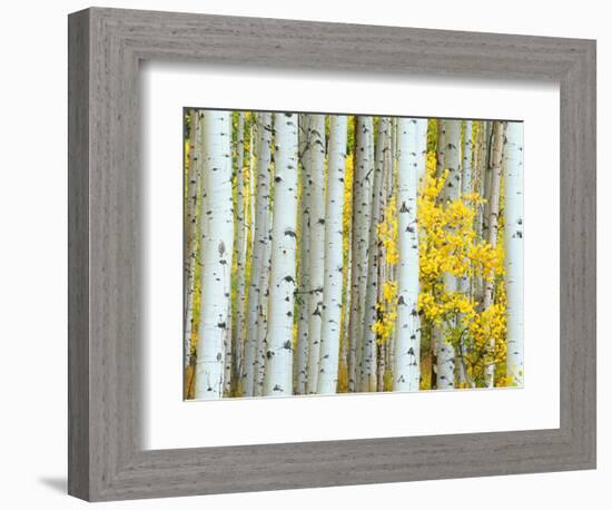 Aspen Grove, White River National Forest, Colorado, USA-Rob Tilley-Framed Photographic Print